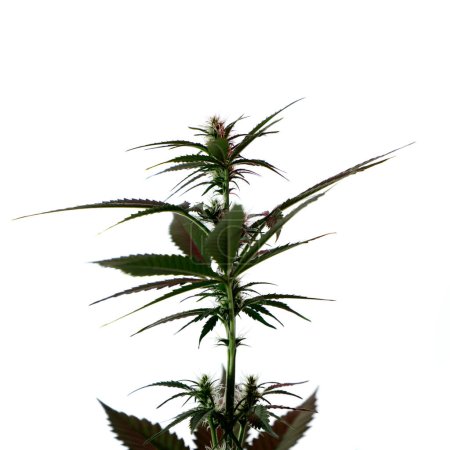 Téléchargez les photos : Cannabis plant, marijuana, hemp, isolated on white background - en image libre de droit
