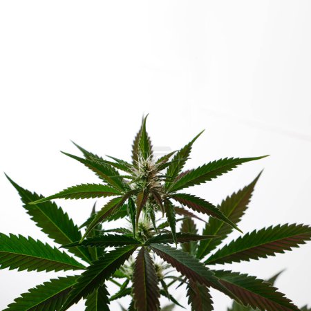 Téléchargez les photos : Cannabis leaf plant on white background - en image libre de droit