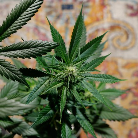 Foto de Planta de cannabis, hojas de marihuana, cultivo, primer plano - Imagen libre de derechos