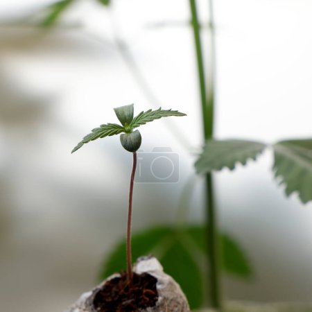 Photo for Growing Marijuana and Cannabis Plants Indoors - Royalty Free Image