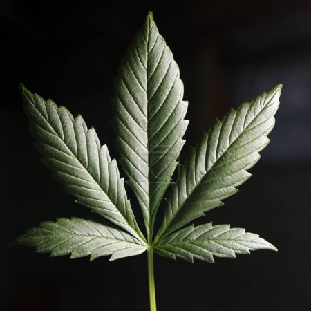 Foto de Marihuana y hoja de cannabis, detalle de primer plano - Imagen libre de derechos