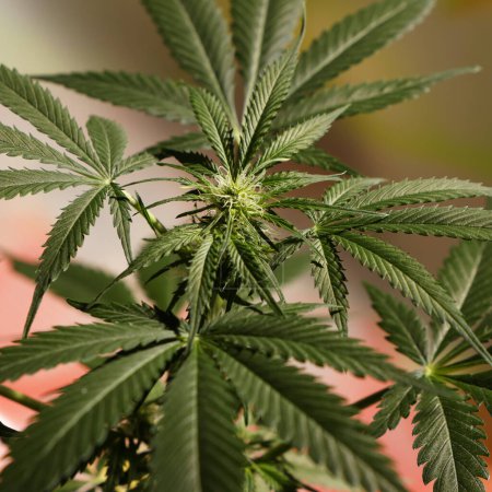 Cultivo de marihuana y plantas de cannabis
 