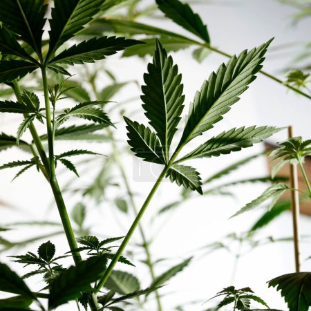 Téléchargez les photos : Growing Marijuana and Cannabis Plants Indoors - en image libre de droit