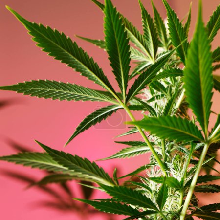 Foto de Growing Marijuana and Cannabis Plants Indoors - Imagen libre de derechos