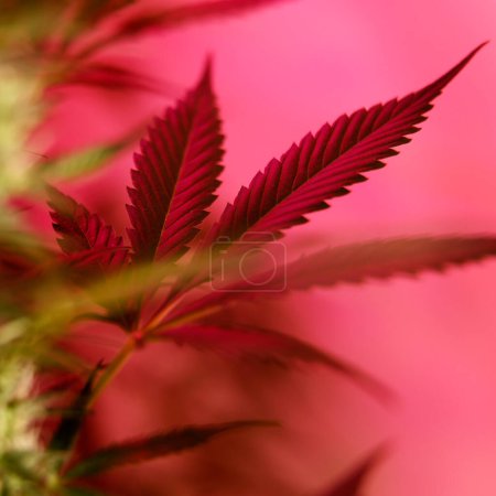 Photo for Marijuana and Cannabis Plants Growing in Indoor Garden - Royalty Free Image