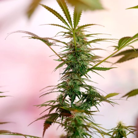 Foto de Marihuana recreativa y médica o planta de cannabis que crece en interiores - Imagen libre de derechos