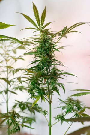 Téléchargez les photos : Plantes récréatives et médicales de marijuana ou de cannabis qui poussent à l'intérieur - en image libre de droit