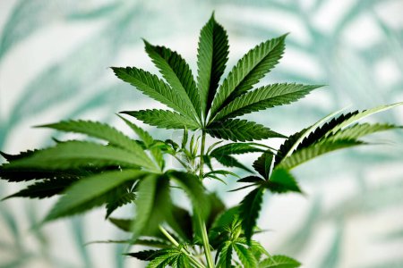 Foto de Marihuana recreativa y médica o planta de cannabis que crece en interiores - Imagen libre de derechos
