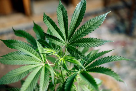 Téléchargez les photos : Plantes récréatives et médicales de marijuana ou de cannabis qui poussent à l'intérieur - en image libre de droit