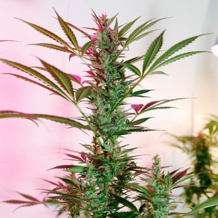 Foto de Cultivo de marihuana en casa Interior - Imagen libre de derechos