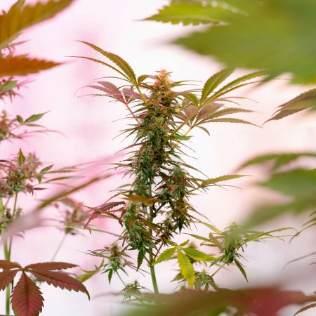 Téléchargez les photos : Plante de cannabis cultiver dans la chambre ferme intérieure - en image libre de droit
