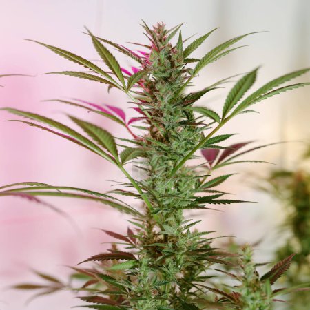 Foto de Cannabis Plant or Medical Marijuana Growing Indoors - Imagen libre de derechos