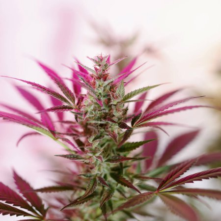 Photo for Close up of Buds on Recreational and Medical Marijuana or Cannabis Plant Growing Indoors - Royalty Free Image