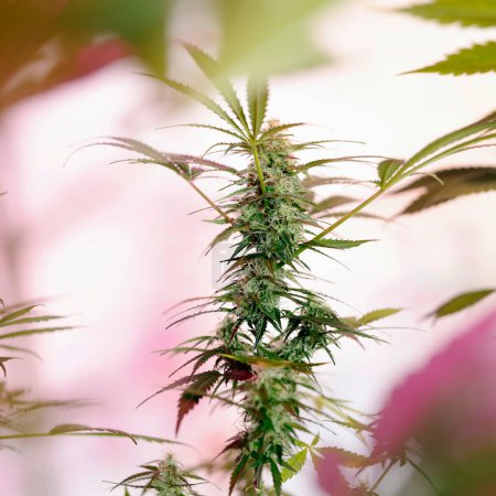Foto de Small cannabis plant is blooming, growing indoors. - Imagen libre de derechos