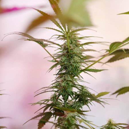 Foto de Blooming of Cannabis Plant Indoor - Imagen libre de derechos
