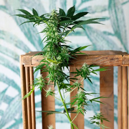 Photo for Medical Marijuana or Cannabis Plant Near Wooden Stand - Royalty Free Image