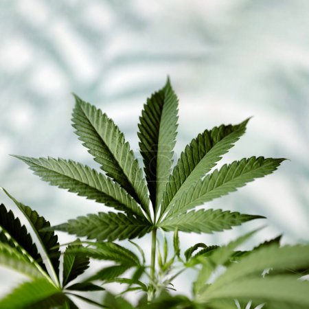 Foto de Green leaves of Medical Marijuana or Cannabis Plant Growing Indoors - Imagen libre de derechos
