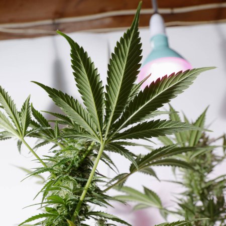 Téléchargez les photos : Cannabis plante cultivant à l'intérieur - en image libre de droit