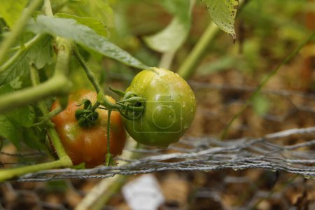 Téléchargez les photos : Tomates vertes dans le jardin d'été - en image libre de droit