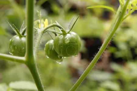 Téléchargez les photos : Tomates vertes dans le jardin d'été - en image libre de droit