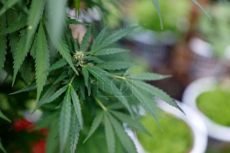 Téléchargez les photos : Plantes récréatives et médicales de marijuana et de cannabis qui poussent à l'intérieur - en image libre de droit