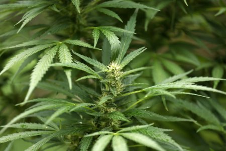 Téléchargez les photos : Plantes récréatives et médicales de marijuana et de cannabis qui poussent à l'intérieur - en image libre de droit