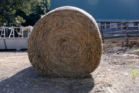 Téléchargez les photos : Foin rond sur la ferme dans la cour en été - en image libre de droit