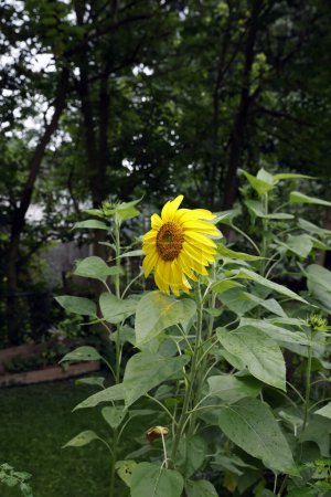 Téléchargez les photos : Beaux tournesols jaunes dans le jardin - en image libre de droit