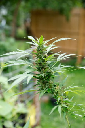 Photo for Marijuana plant in the garden. - Royalty Free Image