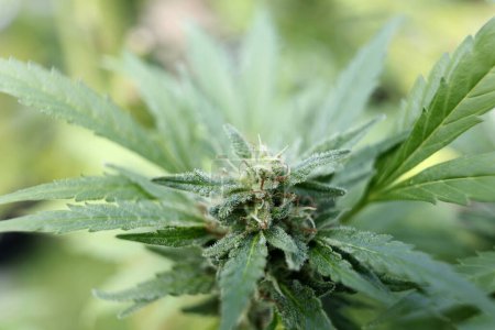 Téléchargez les photos : Plantes de cannabis dans la ferme de marijuana médicale - en image libre de droit