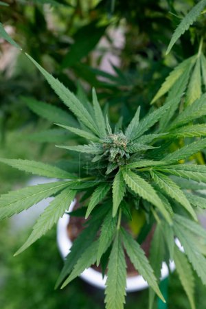 Téléchargez les photos : Gros plan des feuilles de cannabis sur les plantes. plantes de marijuana. - en image libre de droit