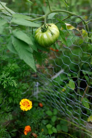 Téléchargez les photos : Tomates vertes non mûres poussant dans le jardin - en image libre de droit