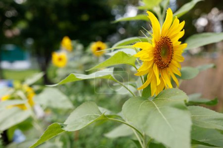Téléchargez les photos : Tournesols jaunes dans le jardin - en image libre de droit