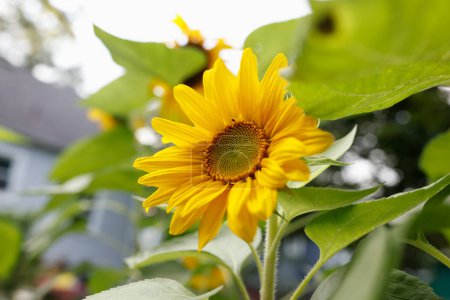 Téléchargez les photos : Tournesol jaune dans le jardin d'été - en image libre de droit
