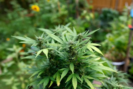 Téléchargez les photos : Cannabis cultivé dans le jardin, marijuana - en image libre de droit