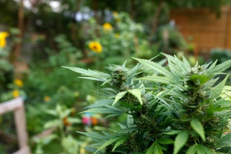 Photo for Cannabis growing in garden, marijuana - Royalty Free Image