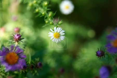 Téléchargez les photos : Image de fond des fleurs colorées, fond nature - en image libre de droit