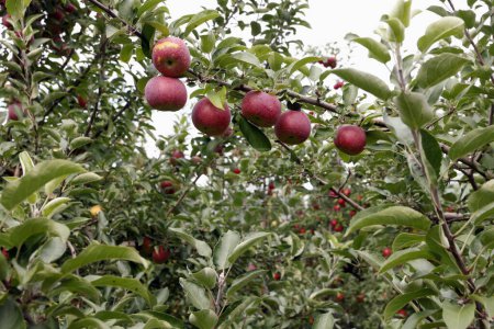 Téléchargez les photos : Pommes rouges sur les branches d'arbres dans le jardin - en image libre de droit