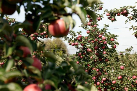 Foto de Manzanas rojas en ramas en huerto - Imagen libre de derechos