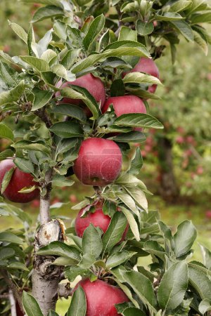Photo for Red ripe apples on trees in garden - Royalty Free Image