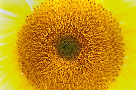 Photo for Beautiful sunflower in the garden, close up view - Royalty Free Image
