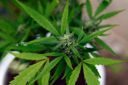 Téléchargez les photos : Fleur de cannabis dans un pot, gros plan - en image libre de droit