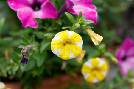 Foto de Hermosas flores que crecen en el jardín, concepto de verano - Imagen libre de derechos