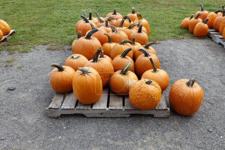 Photo for Pumpkins for halloween in the market - Royalty Free Image
