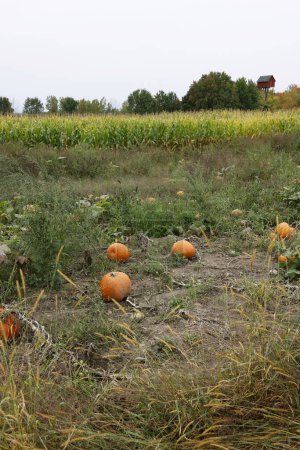 Photo for Ripe orange pumpkins on a field - Royalty Free Image