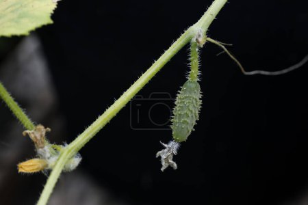 Photo for Close up of young cucumber in the garden - Royalty Free Image