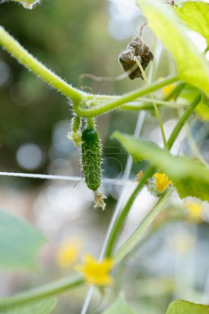 Photo for Close up of cucumber growing in the greenhouse - Royalty Free Image