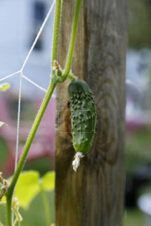Photo for Young cucumber growing in the greenhouse, close up - Royalty Free Image