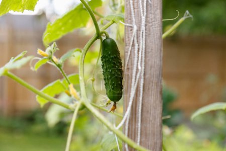 Photo for Young green cucumber growing in the garden - Royalty Free Image