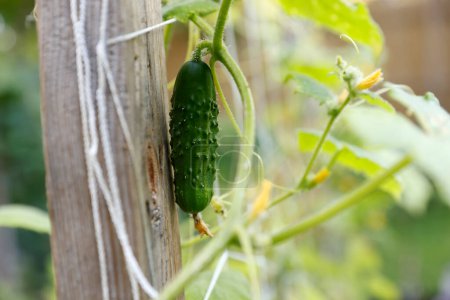 Photo for Green cucumber hanging on a wooden fence in the garden - Royalty Free Image